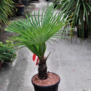 Trachycarpus fortunei 100-125 cm